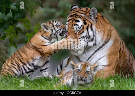Amur Tiger cubs, 11 semaines