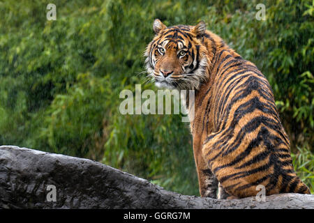 Tigre de Sumatra dans la pluie Banque D'Images
