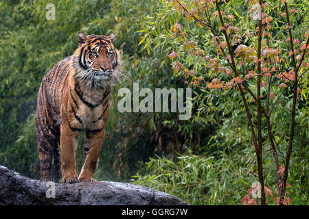 Tigre de Sumatra dans la pluie Banque D'Images