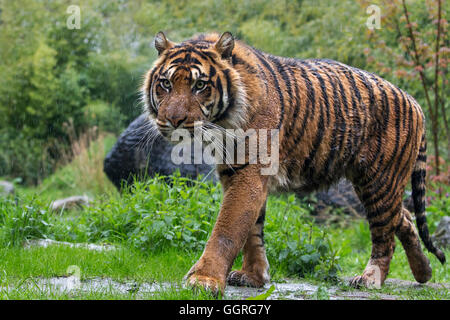 Tigre de Sumatra dans la pluie Banque D'Images