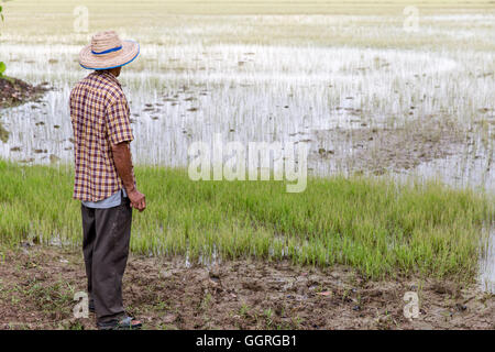 Personnes âgées le riz thaïlandais agriculteur en champ de riz Banque D'Images