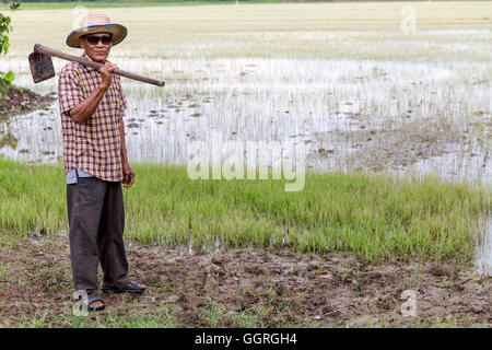 Personnes âgées le riz thaïlandais agriculteur en champ de riz Banque D'Images