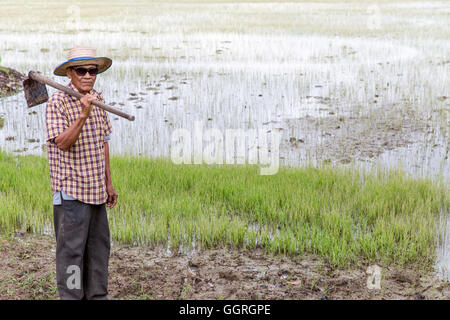 Personnes âgées le riz thaïlandais agriculteur en champ de riz Banque D'Images