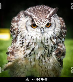 Bengal Eagle Owl (mâle) la tête sur la photo Banque D'Images