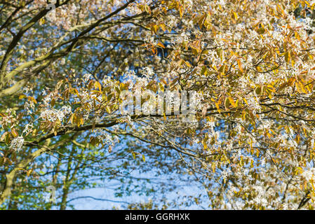 Arbres en fleurs au printemps contre le ciel bleu avec des nuages blancs. Banque D'Images