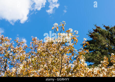 Arbres en fleurs au printemps contre le ciel bleu avec des nuages blancs. Banque D'Images