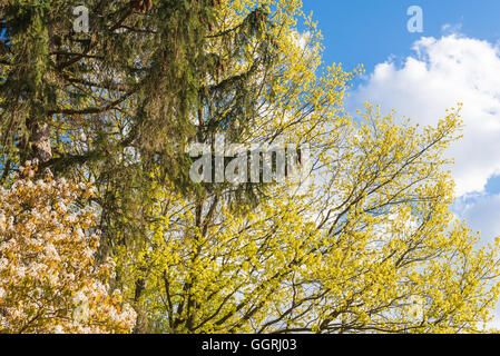 Arbres en fleurs au printemps contre le ciel bleu avec des nuages blancs. Banque D'Images