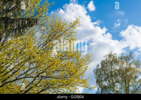Arbres en fleurs au printemps contre le ciel bleu avec des nuages blancs. Banque D'Images