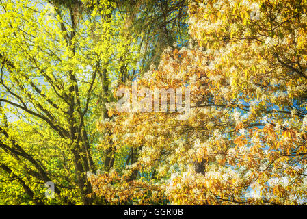 Arbres en fleurs au printemps contre le ciel bleu avec des nuages blancs. Banque D'Images