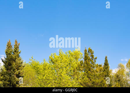 Arbres en fleurs au printemps contre le ciel bleu avec des nuages blancs. Banque D'Images