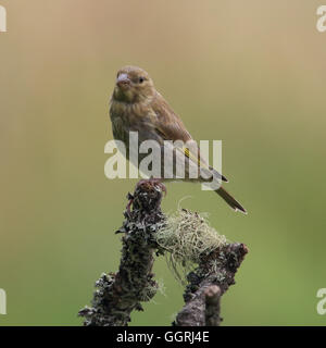 Chardonneret élégant, également connu simplement comme Goldfinch, perché sur une mousse-comme bâton Banque D'Images