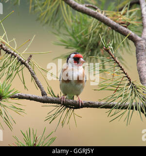Chardonneret élégant, également connu simplement comme Goldfinch, perché sur un pin sylvestre Banque D'Images