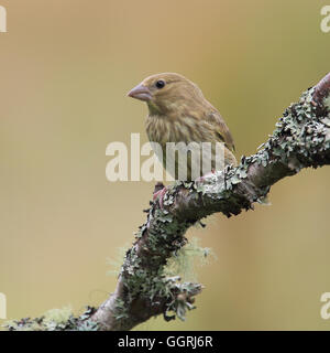 Chardonneret élégant juvénile, également connu simplement comme Goldfinch, perché sur une branche à moss Banque D'Images