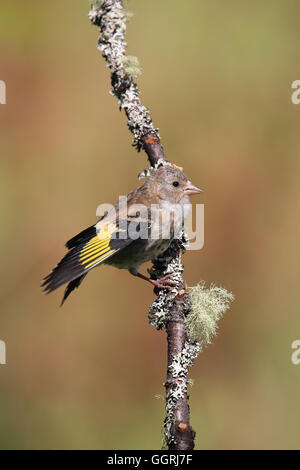 Chardonneret élégant juvénile, également connu simplement comme Goldfinch, battant des ailes tandis que perché sur une mousse-comme la perche Banque D'Images