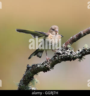 Chardonneret élégant juvénile, également connu simplement comme Goldfinch, battant des ailes tandis que perché sur une mousse-comme la perche Banque D'Images