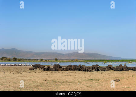 La Tanzanie, le cratère du Ngorongoro, les buffles d'Afrique (Syncerus caffer) et des cigognes à bec jaune (Mycteria ibis) Banque D'Images