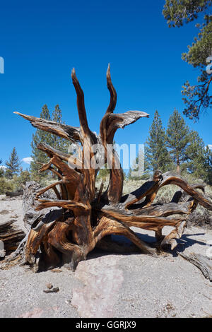 Les racines des arbres altérés d'arbre abattu. La Californie. USA Banque D'Images