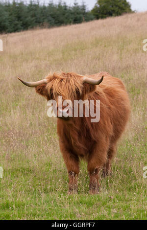 vache Highland Banque D'Images