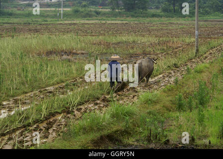 Agriculteur labourant un champ avec son buffle dans Liuyang - Hunan - Chine. Banque D'Images