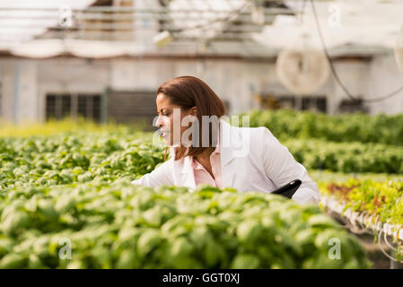 Contrôle scientifique noir green basil plants in greenhouse Banque D'Images