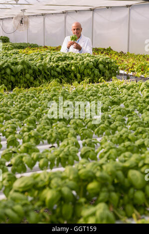 Mixed Race scientist examining green basil plant in greenhouse Banque D'Images