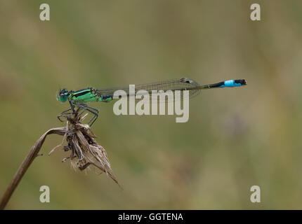 Close-up of blue-tailed Ischnura elegans (demoiselle) à Surrey, Angleterre Banque D'Images