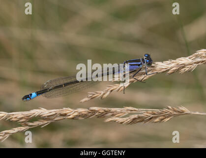 Close-up of blue-tailed Ischnura elegans (demoiselle) à Surrey, Angleterre Banque D'Images