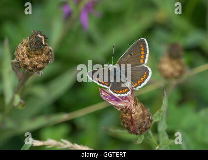 Argus brun Aricia agestis (papillon), Royaume-Uni Banque D'Images
