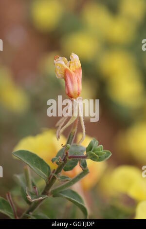 Fleurs fanées mouillée par la rosée. Jaune fleur fanée Onagraceae humides de rosée. Banque D'Images