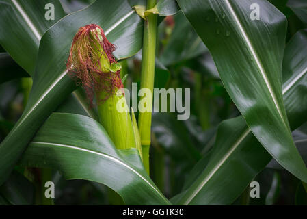 Gros plan du maïs Zea mays et de rafles de tige avec un motif de feuilles en face d'un champ de blé après la pluie Banque D'Images