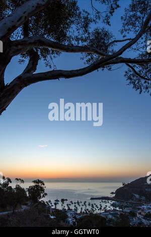 Sur le port de l'arbre au coucher du soleil Banque D'Images