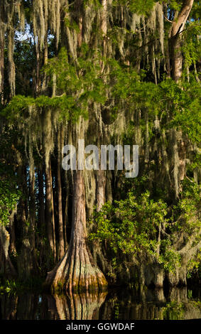 Le cyprès chauve des arbres dans le marécage OKEFENOKEE National Wildlife Refuge le long de la rivière Suwannee - Floride Banque D'Images