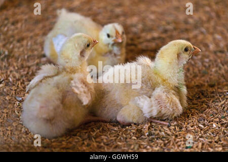 Un microcrédit a été utilisé pour les poussins achetés pour un agriculteur de THOKA VILLAGE - Katmandou, Népal Banque D'Images