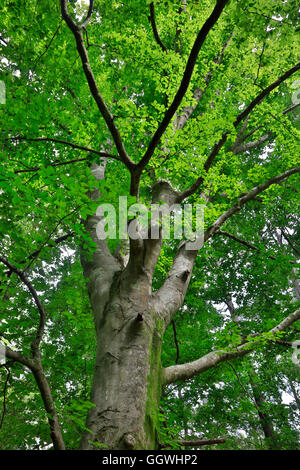 Tree in CONGAREE NATIONAL PARK connu pour son environnement naturel intact - SUD, CAROLINA Banque D'Images