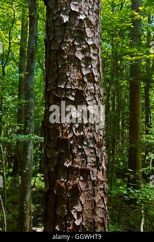 CONGAREE NATIONAL PARK est connue pour son environnement naturel intact - SUD, CAROLINA Banque D'Images