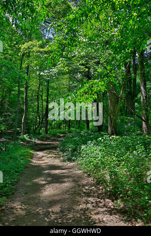 Route de campagne et le Virginia woods près de Roanoke Banque D'Images