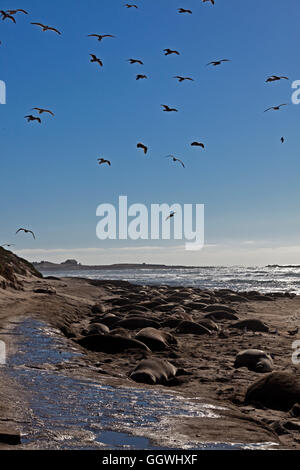 Un troupeau d'éléphants d'accouchement (Mirounga angustirostris) sur la plage à ANO NUEVO STATE PARK - Californie Banque D'Images