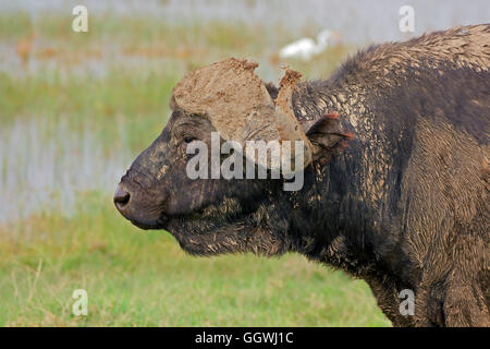 Portrait d'un buffle africain (Syncerus caffer), Parc national du lac Nakuru, Kenya Banque D'Images