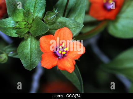 Anagallis arvensis mouron rouge ( ) fleur sauvage. Banque D'Images