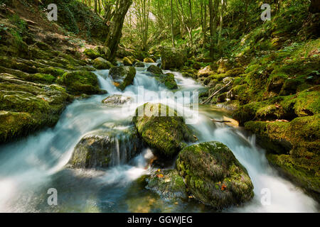 Paysage avec rivière qui coule à travers la forêt sur la montagne Banque D'Images