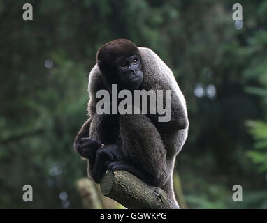 Hommes sud-américain Brown ou de Humboldt (singe laineux Lagothrix lagotricha) très haut dans un arbre, en face de l'appareil photo Banque D'Images