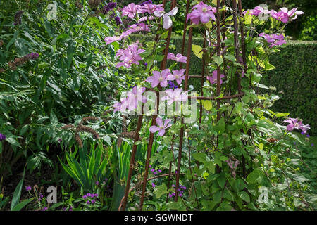 La floraison d'été, la clématite Comtesse de Bouchaud, un membre de la famille des Ranunculaceae, la floraison dans un jardin. Banque D'Images