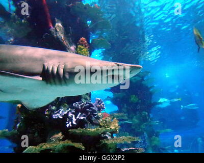 Le requin, l'avocat de la mer, big shark dans l'eau Banque D'Images