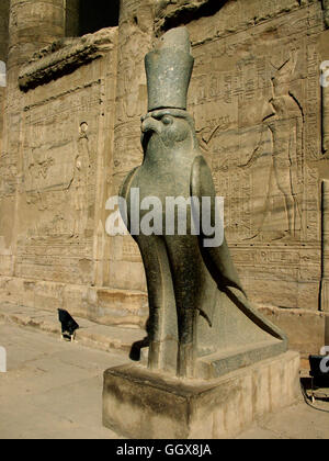 Statue d'Horus (le dieu faucon) dans la cour principale de l'époque ptolémaïque Temple d'Horus à Edfou - Égypte. Banque D'Images