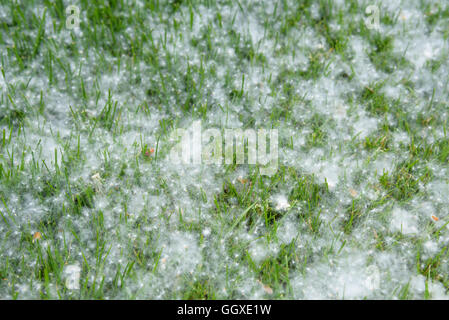 Couvert de pelouse à cottonwood tree coton, mauvais pour les allergies Banque D'Images