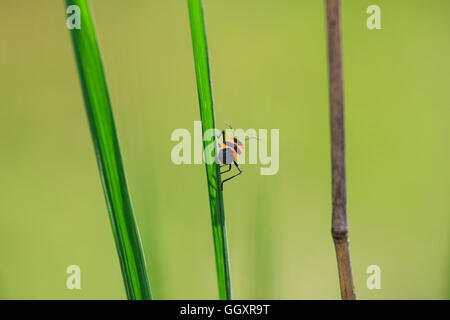 Gros Bug d'Asclépiade (Oncopeltus fasciatus) sur tige d'herbe. Banque D'Images