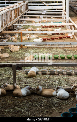 Les cobayes (Cavia porcellus) ferme à huanuco,des Andes, au Pérou. Banque D'Images