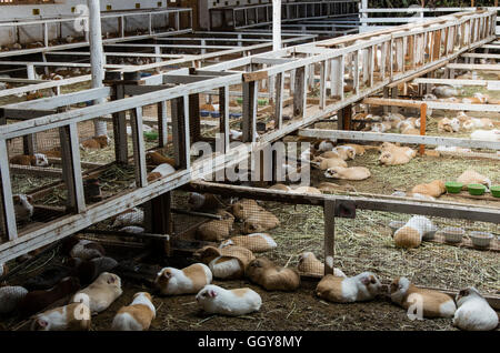 Les cobayes (Cavia porcellus) ferme à Huanuco,des Andes, au Pérou. Banque D'Images