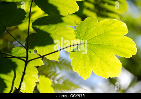 Rétroéclairé feuilles dans la forêt à côté de Aranga, Whakahoro, près de Raetihi, Waimarino, île du Nord, Nouvelle-Zélande Banque D'Images