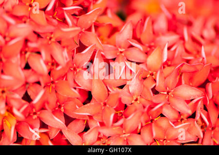 Ixora coccinea c'est un arbuste à fleurs originaire Banque D'Images